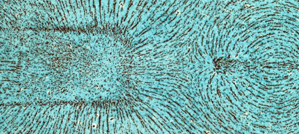 Sơ đồ từ phổ sắt quanh nam châm thẳng với các đường sức từ rõ nét