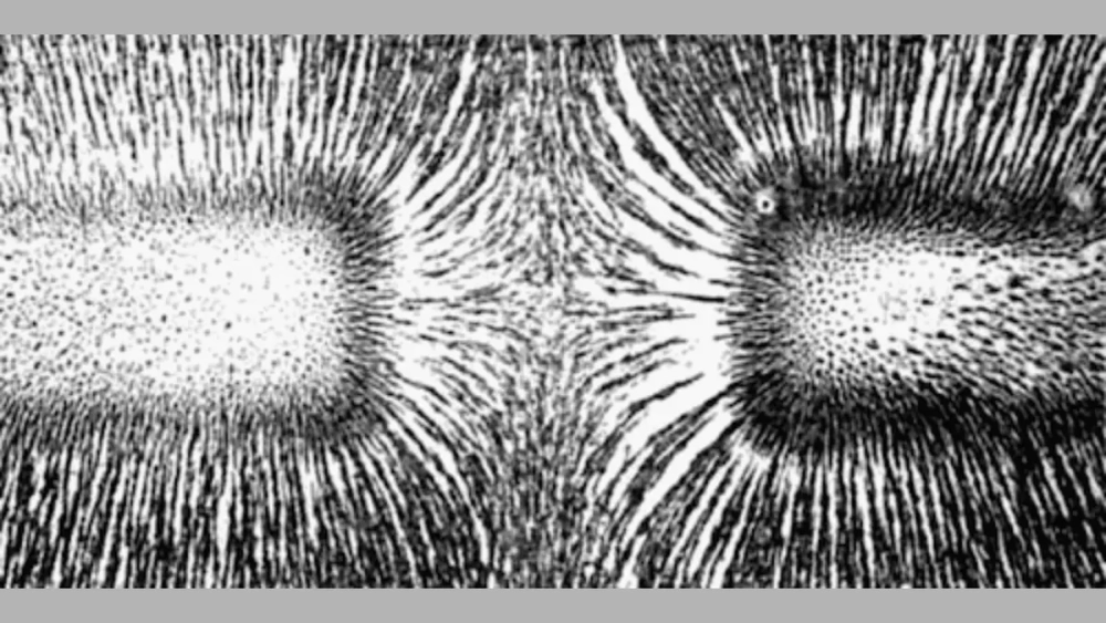 Hai cực nam châm từ phổ sắt quanh nam châm hút mạt sắt mạnh