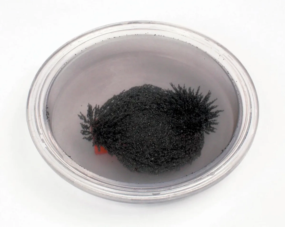 Vẽ đường sức từ từ phổ sắt quanh nam châm theo mẫu thực tế